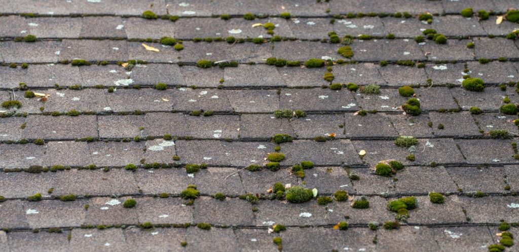 algae on roof