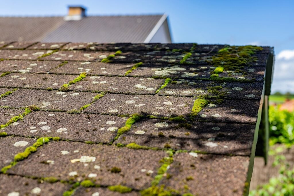 Close-up of a sloped roof with brown roof shingles covered in green moss, algae stains, and white lichen, under a sunny blue sky. Part of another building and some greenery are visible in the background.